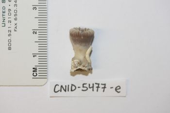 Media type: image;   Invertebrate Zoology CNID-5547-a Description: Preserved specimen.;
